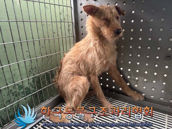 종료(안락사) 믹스…
